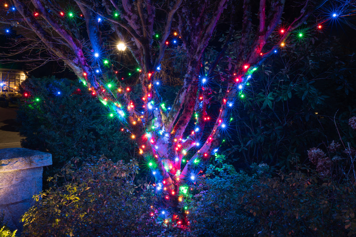 Steady Mini Lights - Green Wire (25 ft)