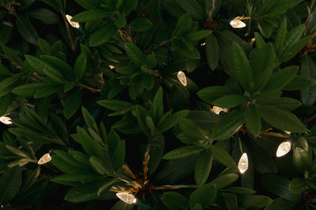 Warm White C6 Mini Lights in bush