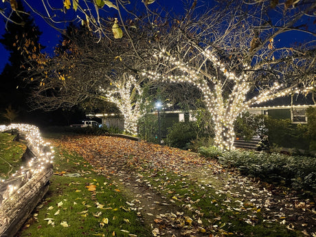 Warm white mini lights wrapped around trees