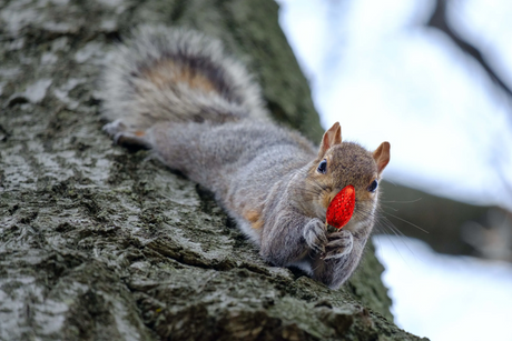 Cute squirrel holding a Christmas light in front of its face