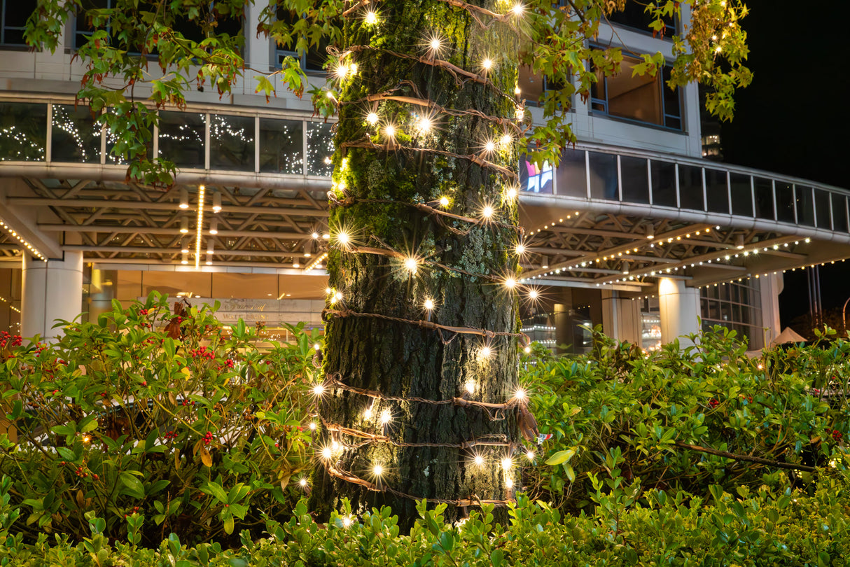 Steady Stretch String Mini Lights - Brown Wire (25 ft)