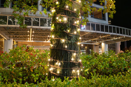 Steady Stretch String Mini Lights - Brown Wire (25 ft)