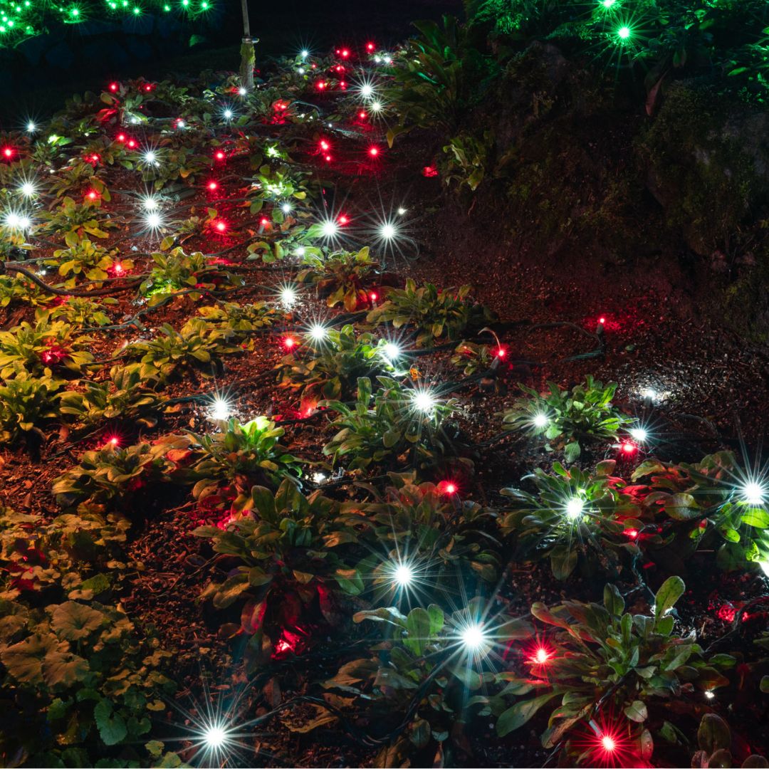 Themed Mini Lights - The Candy Cane 1 (25ft)