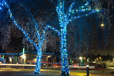 Themed Mini Lights - Frozen 2 (25 ft)